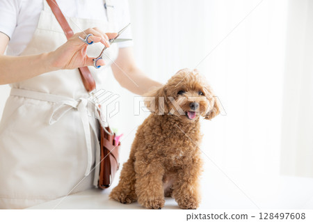 美容師：玩具貴賓犬美容 128497608