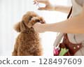 美容師：玩具貴賓犬美容 128497609