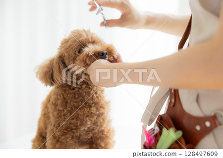 Groomer: Toy poodle grooming 128497609