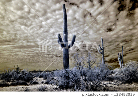 Sonora Desert Arizona in Infrared Sonora Desert Arizona in Infrared 128498039