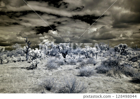 Sonora Desert Arizona in Infrared 128498044