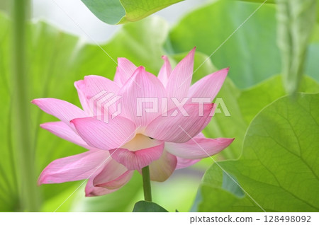 Landscape with lotus flowers 128498092