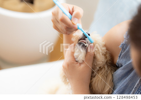 給比熊犬刷牙 給比熊犬刷牙 128498453