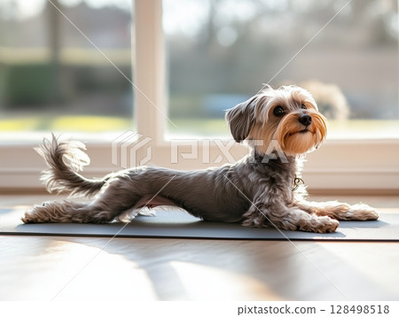 Dog performs warrior 2 yoga pose in a bright studio setting on a yoga mat 128498518