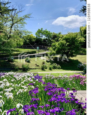 藍天新綠間,五彩繽紛的菖蒲盛開(愛知縣岡崎市東公園(菖蒲園)) 藍天新綠間,五彩繽紛的菖蒲盛開(愛知縣岡崎市東公園(菖蒲園)) 128498638