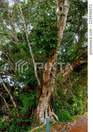 Trees growing in the World Heritage site of Curanta 128498871