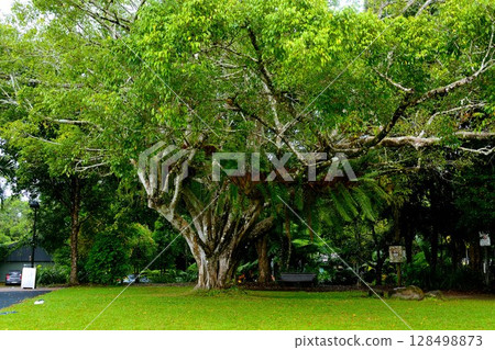 Tropical plants growing in a park in Curanta Tropical plants growing in a park in Curanta 128498873