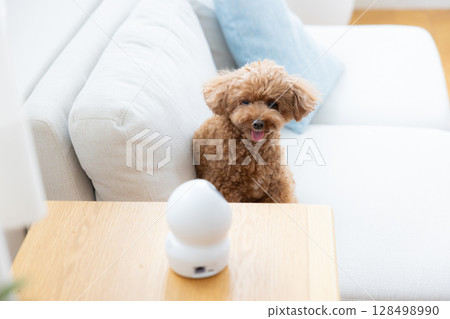 Pet camera and toy poodle 128498990