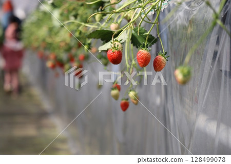 山口縣 Sukane 水果公園、草莓採摘、豪華露營 128499078