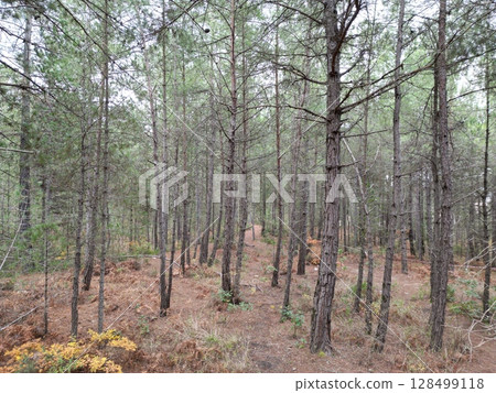 Dense forest path. High quality photo 128499118