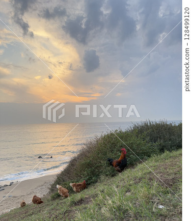 rooster and hen in nature with sea view. High quality photo 128499120
