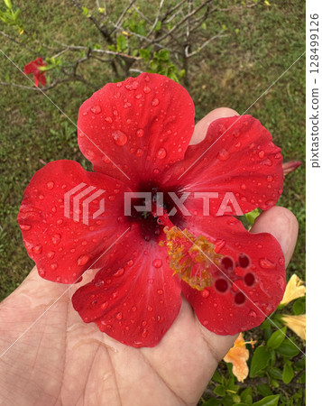 Red hibiscus flower. Orange hibiscus flower. High quality photo Red hibiscus flower. Orange hibiscus flower. High quality photo 128499126