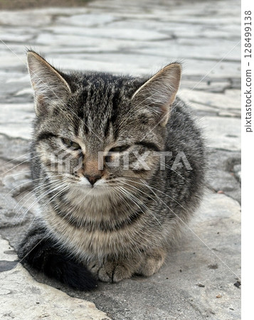 street cat walks through the evening city. High quality photo street cat walks through the evening city. High quality photo 128499138