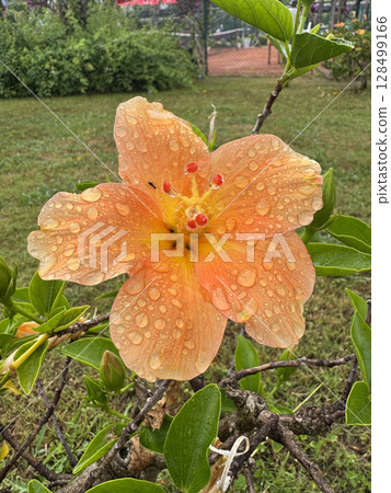 Orange hibiscus flower. High quality photo 128499166