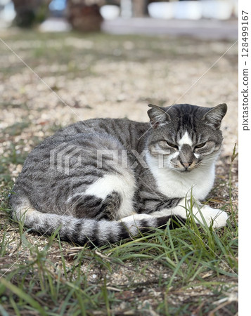 street cat walks through the evening city. High quality photo 128499167