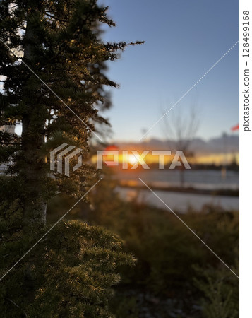 conifer tree close up sunset winter park. High quality photo 128499168