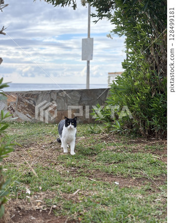street cat walks through the evening city. High quality photo street cat walks through the evening city. High quality photo 128499181