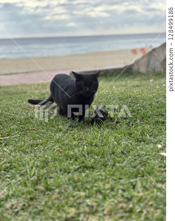 street cat walks through the evening city. High quality photo 128499186