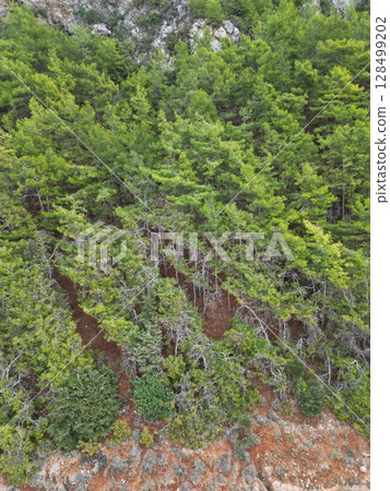 Rocky forest hillside. High quality photo 128499202