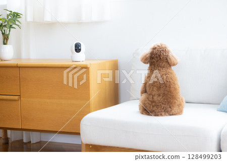 Pet camera and toy poodle 128499203