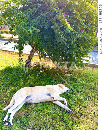Stray dog ​​in nature with a view of the lake. High quality photo 128499206