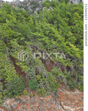 Rocky forest hillside. High quality photo 128499252