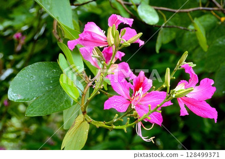 Bauhinia flowers Bauhinia flowers 128499371