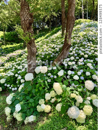 盛開在新綠蔭下的白色繡球花(靜岡縣袋井市,嘉水百合園) 盛開在新綠蔭下的白色繡球花(靜岡縣袋井市,嘉水百合園) 128499375