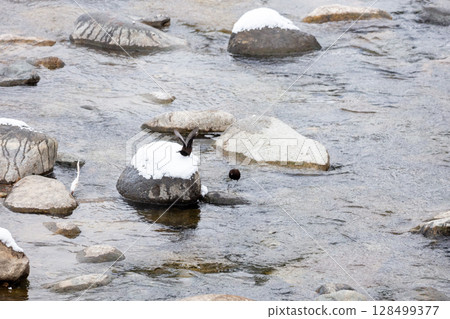 【白川鄉】冬天在河裡嬉戲的河烏 【白川鄉】冬天在河裡嬉戲的河烏 128499377