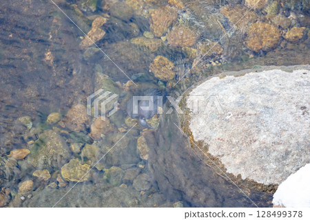 [Shirakawa-go] Dippers diving into the water 128499378