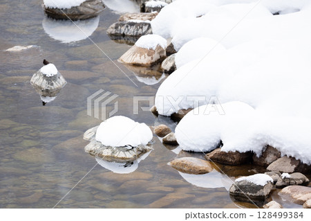 [Shirakawa-go] Dippers and Japanese Wagtails playing in the river in winter 128499384