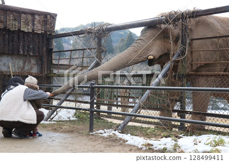 Snow piles up at Akiyoshidai Natural Zoo, Safariland, Yamaguchi Prefecture, cold wave, feeding elephants Snow piles up at Akiyoshidai Natural Zoo, Safariland, Yamaguchi Prefecture, cold wave, feeding elephants 128499411