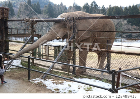 Snow piles up at Akiyoshidai Natural Zoo, Safariland, Yamaguchi Prefecture, cold wave, feeding elephants Snow piles up at Akiyoshidai Natural Zoo, Safariland, Yamaguchi Prefecture, cold wave, feeding elephants 128499413