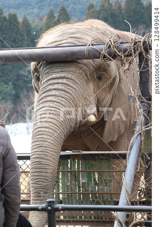 Snow piles up at Akiyoshidai Natural Zoo, Safariland, Yamaguchi Prefecture, cold wave, feeding elephants Snow piles up at Akiyoshidai Natural Zoo, Safariland, Yamaguchi Prefecture, cold wave, feeding elephants 128499414