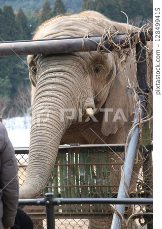 Snow piles up at Akiyoshidai Natural Zoo, Safariland, Yamaguchi Prefecture, cold wave, feeding elephants Snow piles up at Akiyoshidai Natural Zoo, Safariland, Yamaguchi Prefecture, cold wave, feeding elephants 128499415