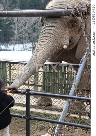 山口縣秋吉台自然動物園積雪，寒流來襲，大象餵食 128499416