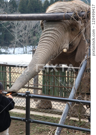 Snow piles up at Akiyoshidai Natural Zoo, Safariland, Yamaguchi Prefecture, cold wave, feeding elephants Snow piles up at Akiyoshidai Natural Zoo, Safariland, Yamaguchi Prefecture, cold wave, feeding elephants 128499417