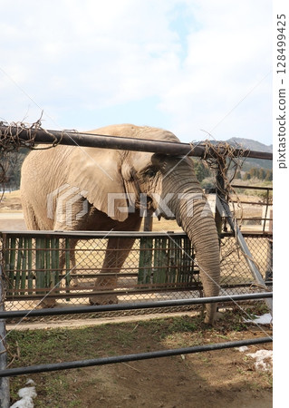 山口縣秋吉台自然動物園積雪，寒流來襲，大象餵食 128499425