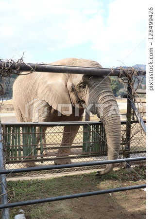 Snow piles up at Akiyoshidai Natural Zoo, Safariland, Yamaguchi Prefecture, cold wave, feeding elephants Snow piles up at Akiyoshidai Natural Zoo, Safariland, Yamaguchi Prefecture, cold wave, feeding elephants 128499426