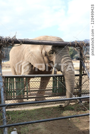 山口縣秋吉台自然動物園積雪，寒流來襲，大象餵食 128499428