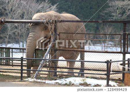 Snow piles up at Akiyoshidai Natural Zoo, Safariland, Yamaguchi Prefecture, cold wave, feeding elephants 128499429