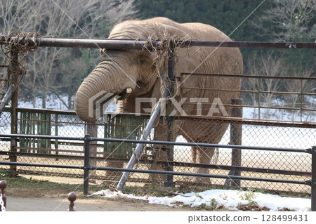 Snow piles up at Akiyoshidai Natural Zoo, Safariland, Yamaguchi Prefecture, cold wave, feeding elephants Snow piles up at Akiyoshidai Natural Zoo, Safariland, Yamaguchi Prefecture, cold wave, feeding elephants 128499431