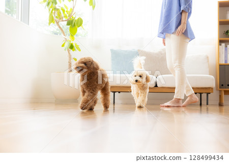 玩具貴賓犬和比熊貴賓犬在地板上行走 玩具貴賓犬和比熊貴賓犬在地板上行走 128499434