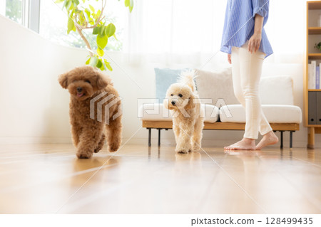 Toy poodle and bichon poodle walking on the floor 128499435
