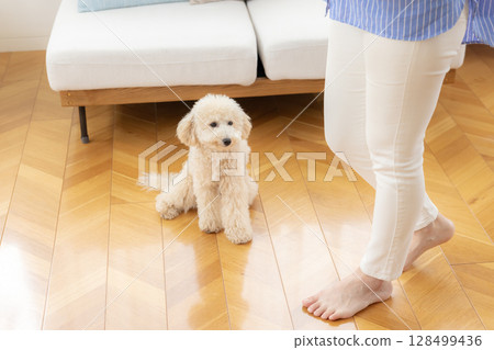Bichon Poo sitting on the floor 128499436