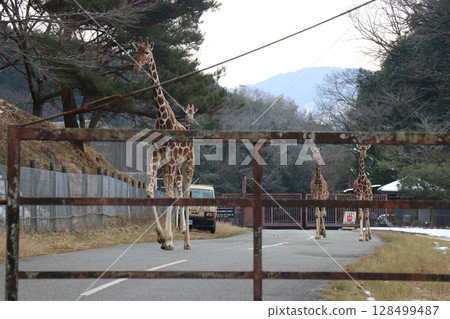 山口縣：秋吉台自然動物園野生動物園、交流廣場 128499487