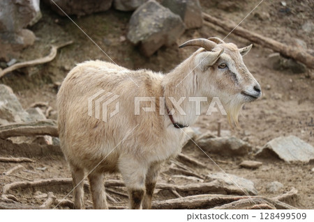 Yamaguchi Prefecture: Akiyoshidai Natural Zoo Safari Land, Fureai Hiroba 128499509