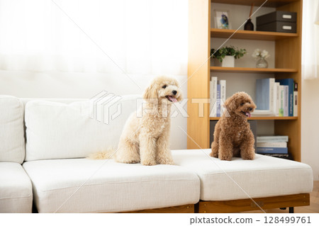 玩具貴賓犬和比熊貴賓犬在沙發上休息 128499761