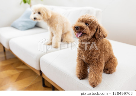 Toy poodle and bichon poodle relaxing on the sofa Toy poodle and bichon poodle relaxing on the sofa 128499763
