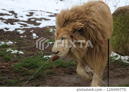 [Yamaguchi Prefecture] Akiyoshidai Nature Zoo Safari Land, Fureai Square 128499770